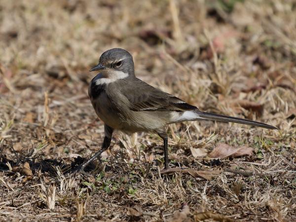 <h3>Motacilla capensis / Cape wagtail / Kaapse kwikstaart</h3>OM-1 Mark II with OLYMPUS M.150-400mm F4.5 TC, 1/2000 sec at F5.6, ISO 400, distance 10.8 m